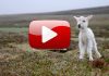 YouTube - Lost Sheep