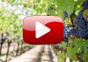 YouTube - Vineyard