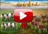 Youtube - Sheep and Goats